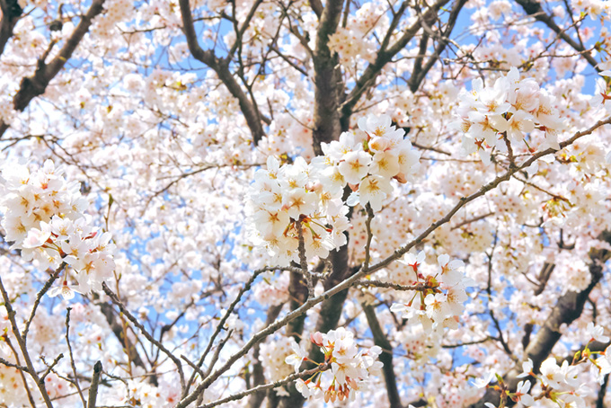 白い桜の花と枝（桜 花の背景フリー画像）
