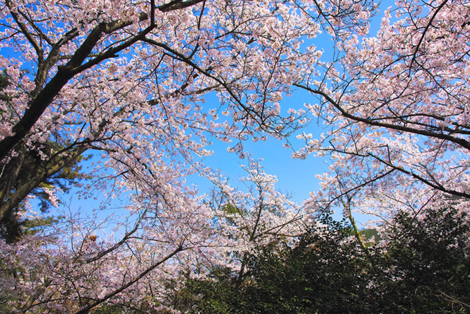桜の木と青空の背景（桜 景色の背景フリー画像）