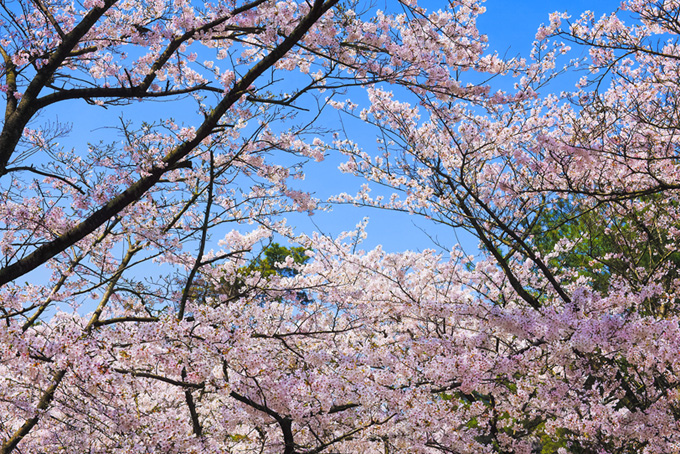 桜が咲く和風の景色（桜 景色の背景フリー画像）