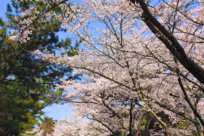 桜の木に寄り添う松（桜 春の背景フリー画像）