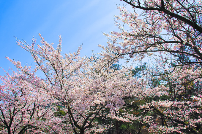 春の桜林と霞空（桜 春の背景フリー画像）