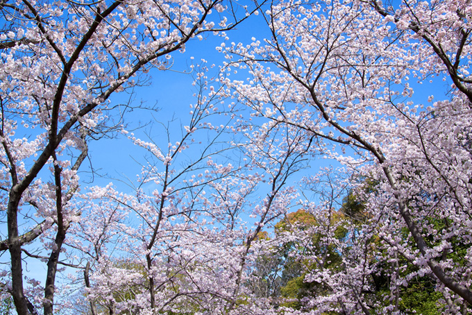 美しい春の桜景色（桜 春の背景フリー画像）