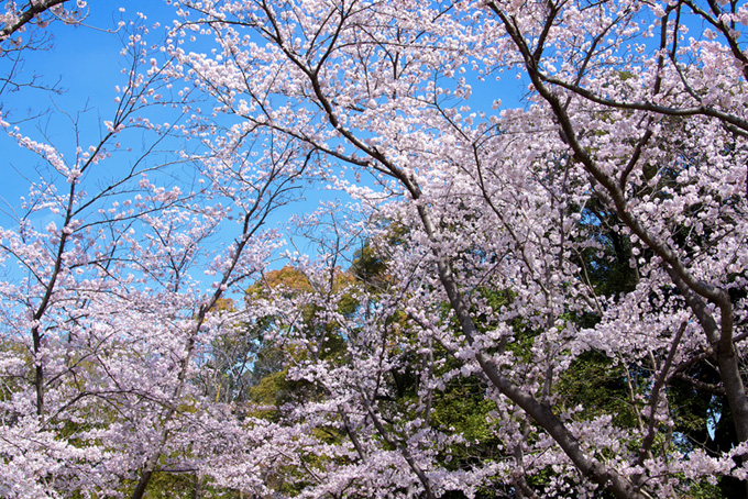 桜林と霞空（桜 春の背景フリー画像）