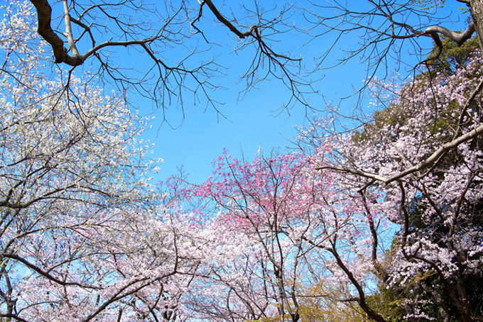 さくら林と青空（桜 風景の背景フリー画像）