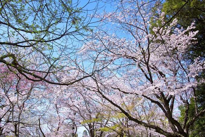 色鮮やかな春の背景（桜 春の背景フリー画像）