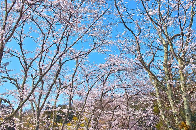 春の里山に咲く桜（桜 景色の背景フリー画像）