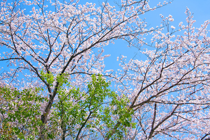 さくら林と青空（桜 風景の背景フリー画像）