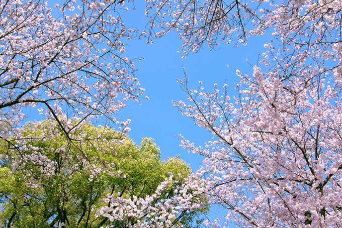 桜と緑の春のフレーム（桜 景色の背景フリー画像）