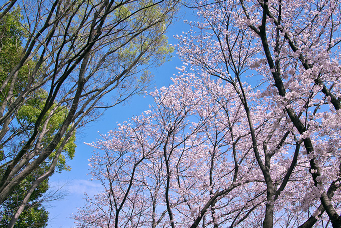 桜並木と緑の並木（桜 春の背景フリー画像）