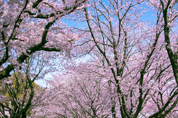 ピンクと白の桜木（桜 風景の背景フリー画像）