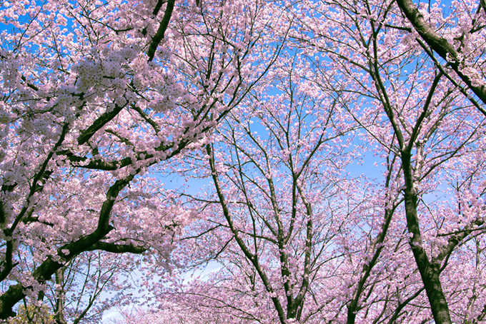 ピンクと白の桜木（桜 風景の背景フリー画像）