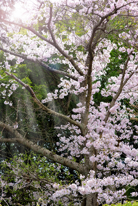 桜の木と春の光（桜 かっこいいの背景フリー画像）