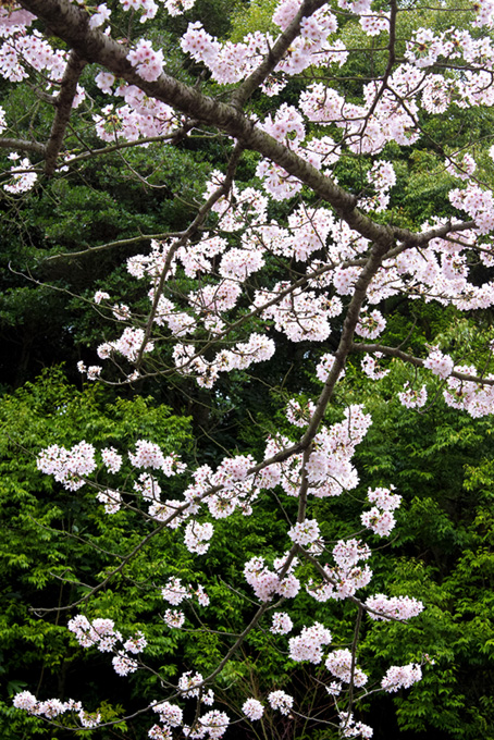 桜と緑の和風景色（桜 かっこいいの背景フリー画像）