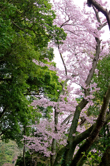 桜が咲く春の林（桜 かっこいいの背景フリー画像）