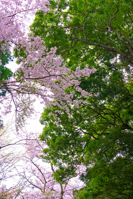 ピンクの桜と緑の木（桜 かっこいいの背景フリー画像）