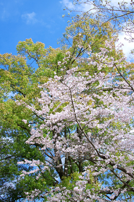 花が咲く桜と新緑の木（桜 開花の背景フリー画像）