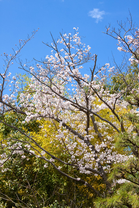 花開く春の初めの桜（桜 開花の背景フリー画像）
