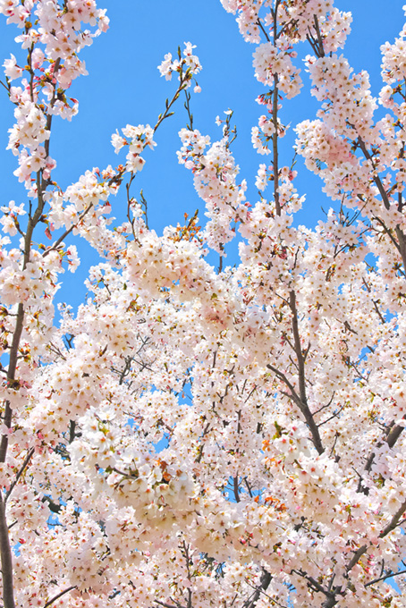 白い花咲く染井吉野（桜 開花の背景フリー画像）