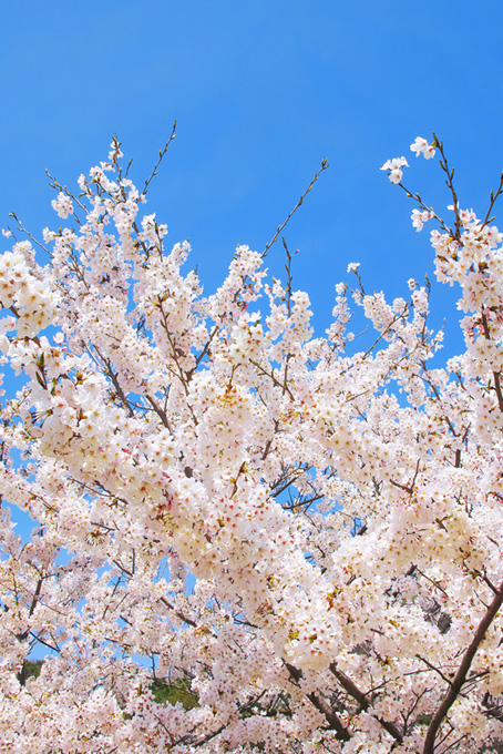 花とつぼみの桜の枝（桜 開花の背景フリー画像）