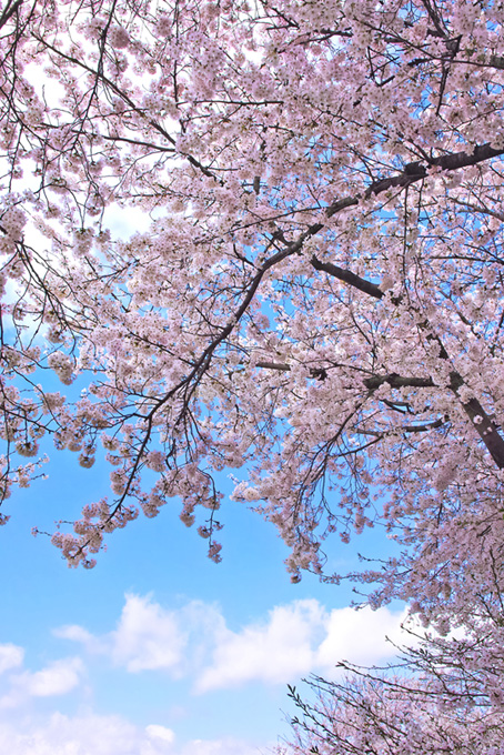 桜の背景イメージ（桜 春の背景フリー画像）