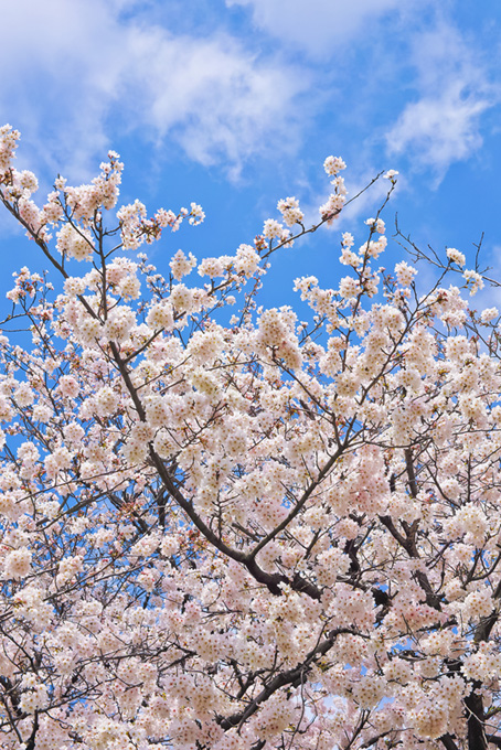 見上げる桜の上の雲（桜 枝の背景フリー画像）