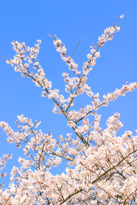 青空に伸びる桜（桜 春の背景フリー画像）