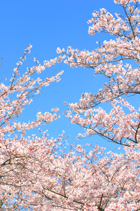 八分咲きの桜と空（桜 枝の背景フリー画像）
