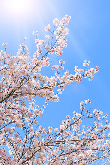 日差しに輝く染井吉野の花（桜 枝の背景フリー画像）