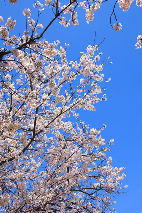 桜と青空の背景（桜 枝の背景フリー画像）
