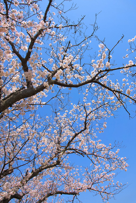 咲き始める桜と空（桜 枝の背景フリー画像）