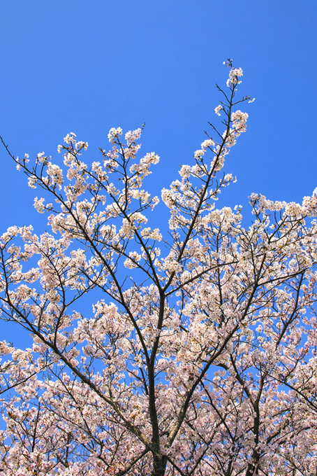 蕾を残す桜の木（桜 枝の背景フリー画像）