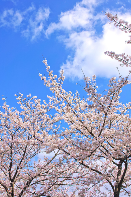 青い空と美しい桜景色（桜 枝の背景フリー画像）
