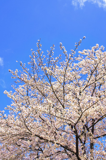 空と白い染井吉野の木（桜 枝の背景フリー画像）