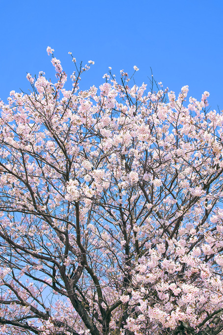 淡いピンクの花が咲く沢山の枝（桜 枝の背景フリー画像）