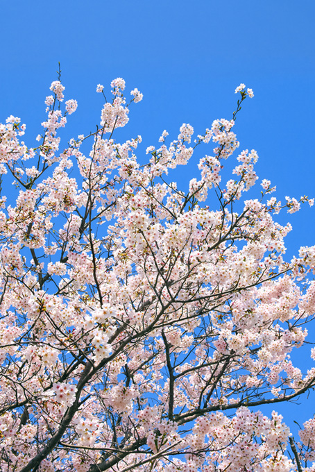 白い花と蕾の桜（桜 枝の背景フリー画像）