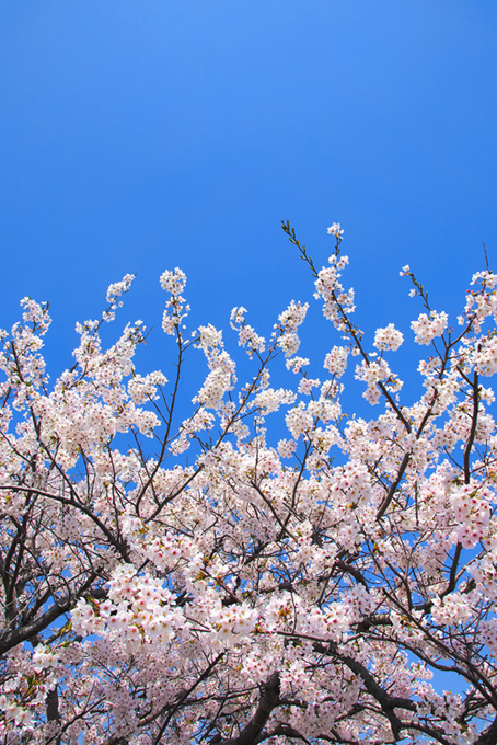 澄み切った青空に伸びる桜の枝（桜 枝の背景フリー画像）