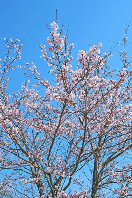 開花する桜の木（桜 枝の背景フリー画像）