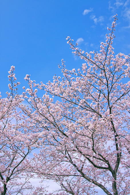 青空に伸びる桜（桜 春の背景フリー画像）