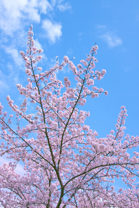青空に伸びる桜の枝（桜 枝の背景フリー画像）