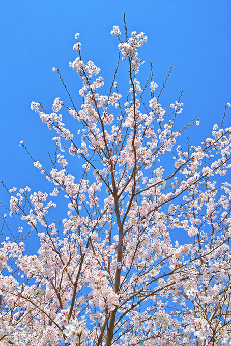青空に伸びる桜（桜 木 空の背景フリー画像）