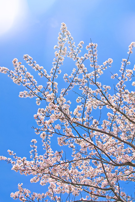 太陽に照らされる桜の花（桜 開花の背景フリー画像）