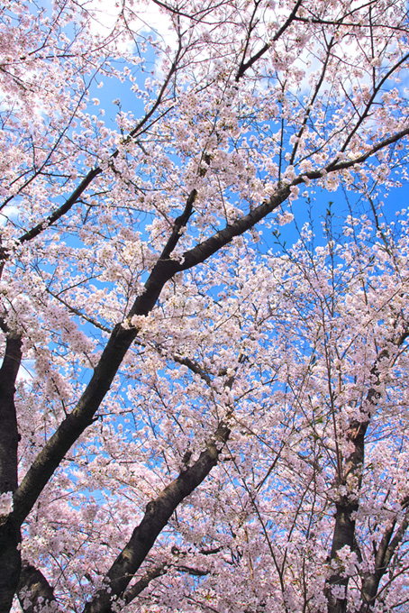 桜咲く春の空（桜 木 空の背景フリー画像）