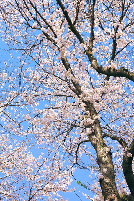 花咲く桜の木と空（桜 開花の背景フリー画像）