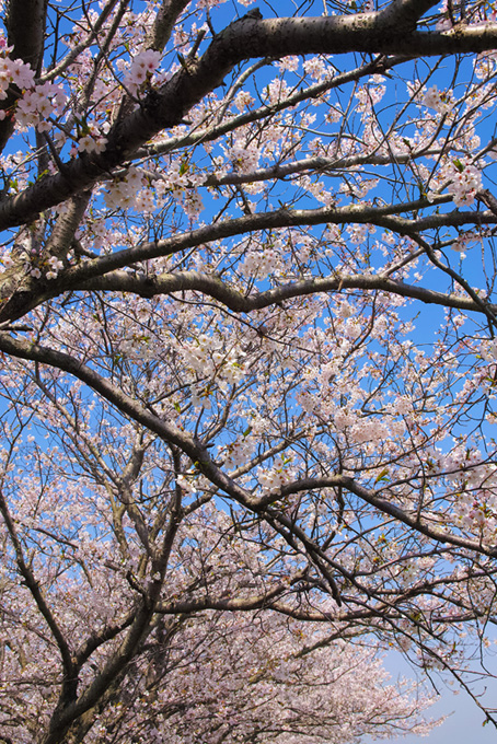 咲き始める桜並木（桜 開花の背景フリー画像）