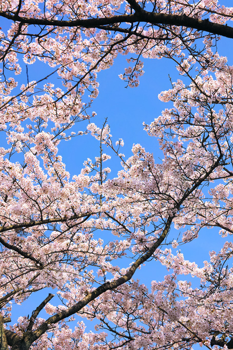 淡いピンクの花と蕾の枝（桜 開花の背景フリー画像）