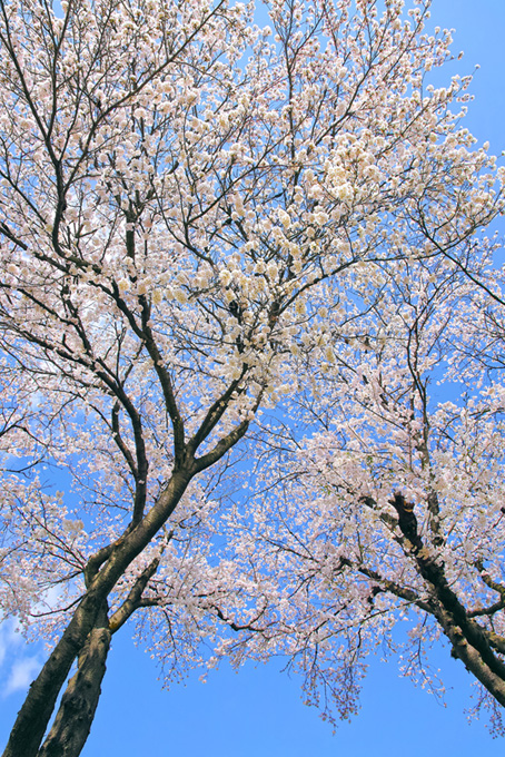 見上げる桜の木と春空（桜 開花の背景フリー画像）