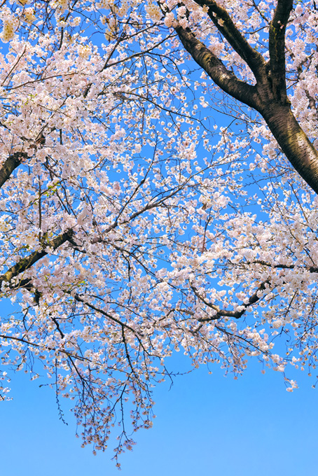 青空に桜の花咲く春景色（桜 開花の背景フリー画像）