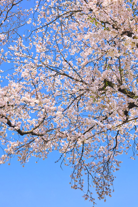 桜咲く春の空（桜 縦の背景フリー画像）