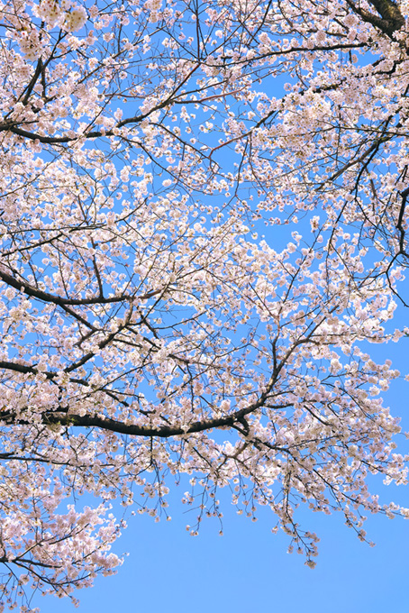 桜咲く春の空（桜 待ち受けの背景フリー画像）