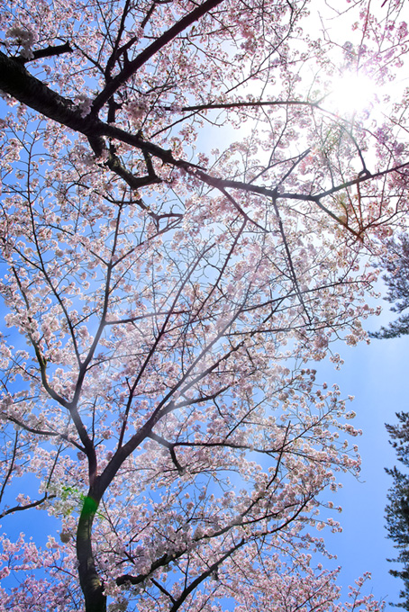太陽が照らす桜の木（桜 かっこいいの背景フリー画像）